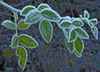 Frosty Rose Leaves by Jayne Williams