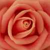 Rose Petals by David Hansen