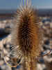 Teasel by Gill Dromley