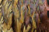 Pheasant Feathers by Robin Fisher