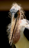 Stork by Keith Webster