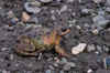 Common Frog by Robin Fisher