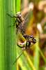 Common Hawker Dragonflies Mating by Linda Jones