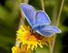 Common Blue by Keith Webster