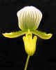 Slipper Orchid by Rob Patterson