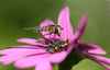 Nectar Hunter by Jayne Williams