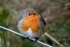 Robin's Close Up Shot by Elizabeth Webster