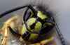Common Wasp by Ian Jones