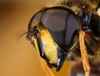 Hoverfly by Ian Jones