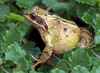 Mr Toad by Jayne Williams