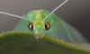 British Lacewing by Ian Jones