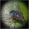 Bluebottle Fly by Alan Foulkes
