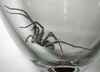 Spider In The Glass by Eden Cusack