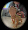 Gecko by Iwan Kyffin