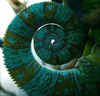 Chameleon Tail by Callum Bowers