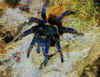 Spider Blue by Elizabeth Webster