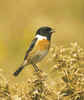 Stonechat by Keith Webster