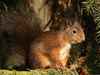 Am I Going Nuts by Jayne Williams