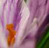 Crocus by Eifion Bedford