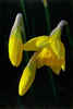 Daffodils by Henry Florczyk