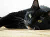 Anticipation by Sam Michael Williams
