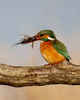 MMM and Salad Too by Keith Webster