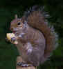 Nothing Like Pure Scumpy by Jayne Williams