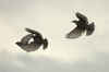 Starling Flight by Alan Gray