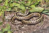 Wounded Adder by Peter Carlyon