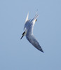 Diving Tern by Keith Webster