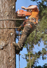 Tree Surgeon by Peter Carlyon