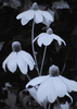 Foursome by Ken Iles