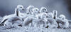 Goslings by Keith Webster