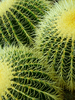 Cactus Cogs by Ken Iles