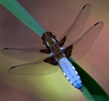 Gossamer by Jayne Williams