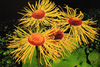Flowers in Formation by Ken Iles