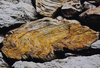 Petrified Wood Wall by Keith Webster