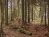 A Woodland Scene by Doug Braisby
