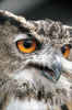 Eagle Owl by Gwynn Williams