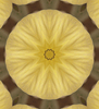 Perfick Pansy by Gerry Roberts