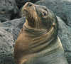 Galapagos Sea Lion by Linda Jones