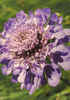Alpine Scabious by Chris Rimmington
