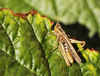Ground Hopper by Arthur Lewis