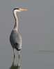 Heron by David Pledger