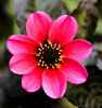 In The Pink by Keith Webster