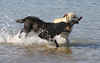 It's My Stick by Peter Carlyon