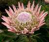 King Protea by Linda Jones