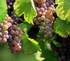 Grapes on a vine small