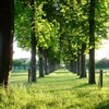 Avenue in the Evening
