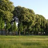 Avenue in the Evening Light